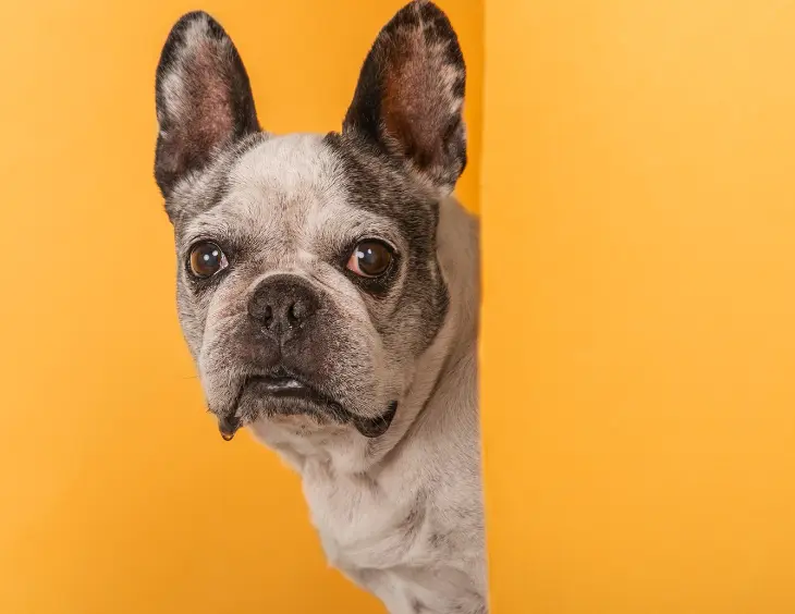 Why Dogs Run Away? 06 Common Reasons Seen in Dog Breeds