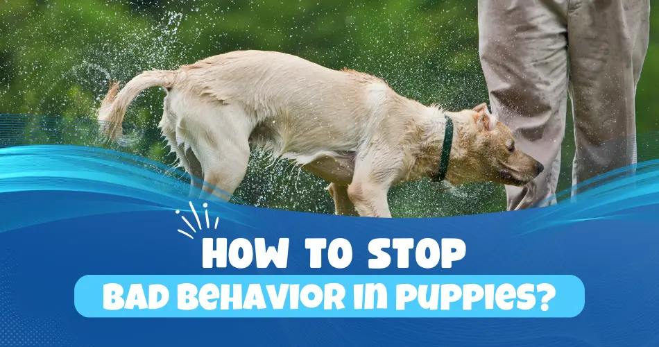 how to stop bad behavior in puppies