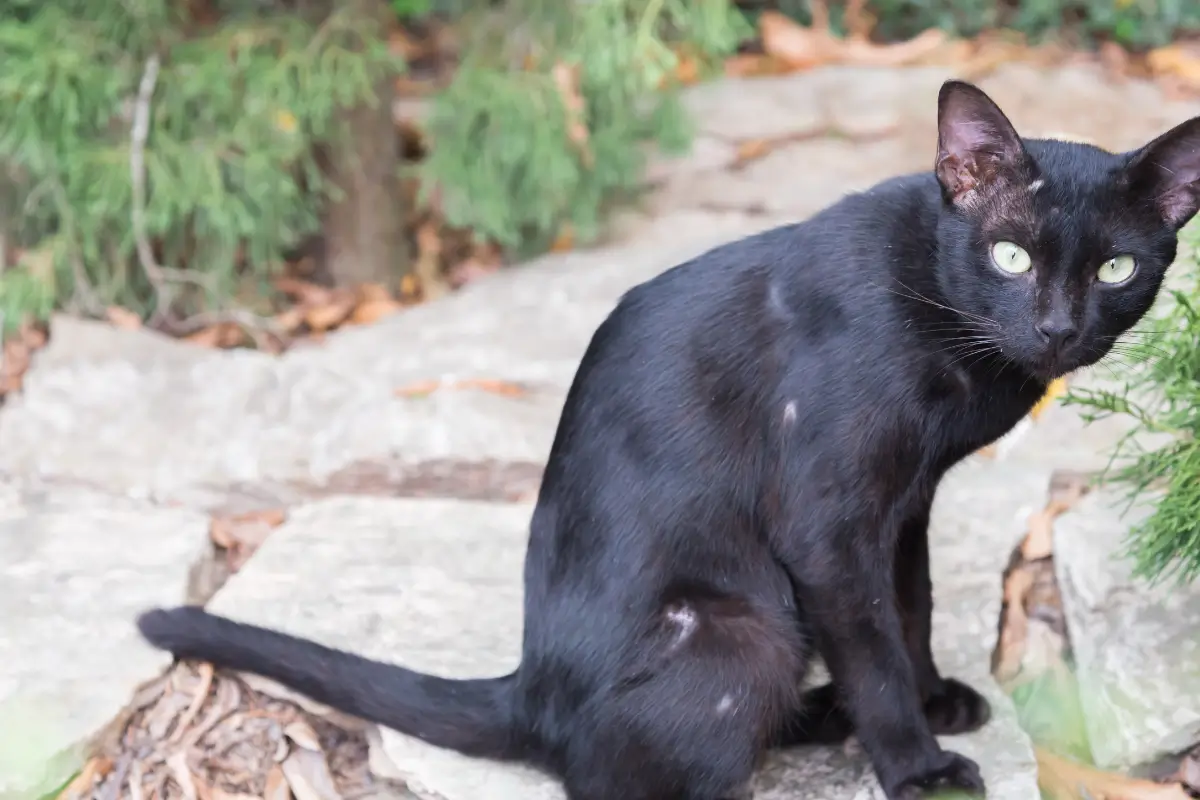 know the cat is upset to you