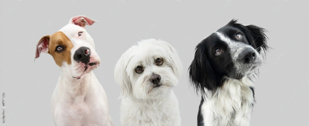 Reasons of Dog titling