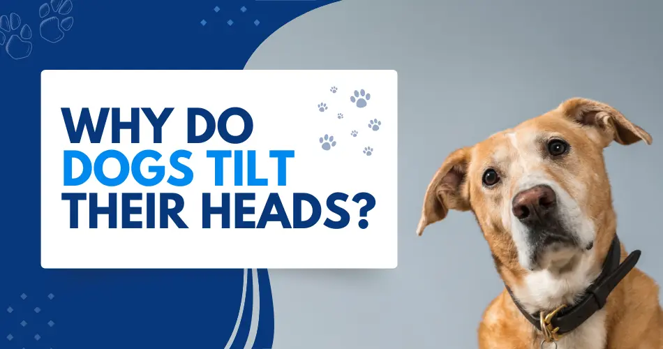 Why Do Dogs Tilt Their Heads