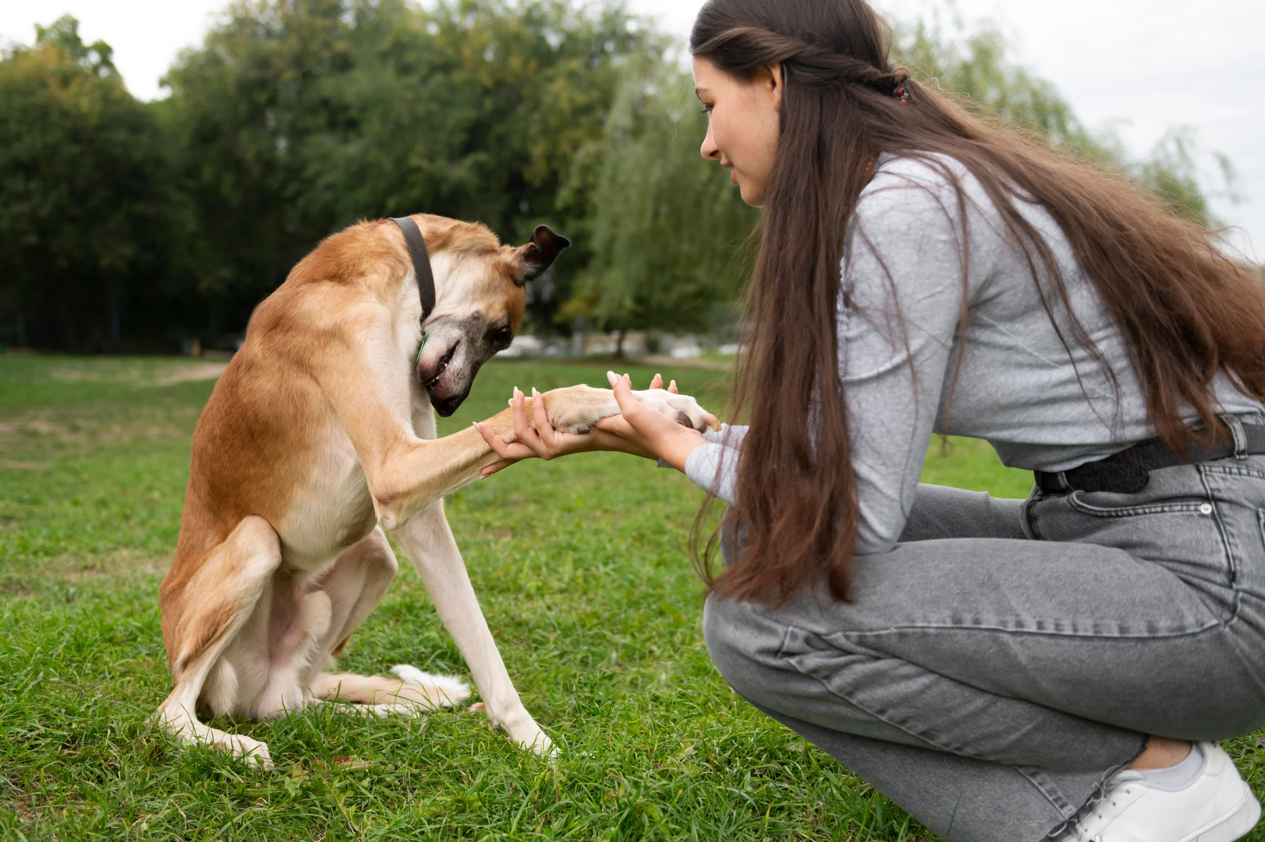 Why dogs like petted
