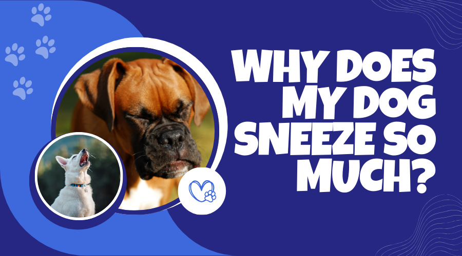 Why does my dog sneeze so much