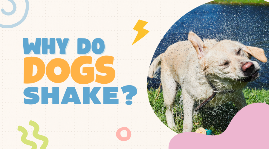 why do dogs shake