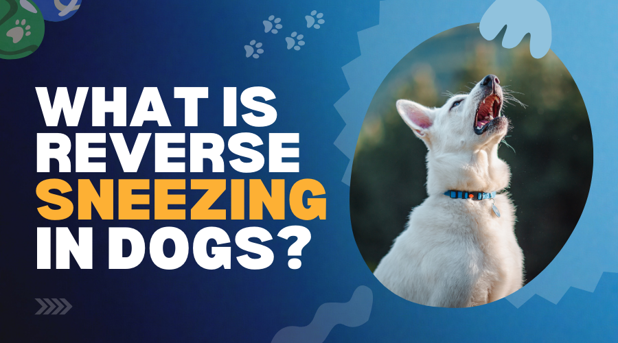 What Is Reverse Sneezing in Dogs