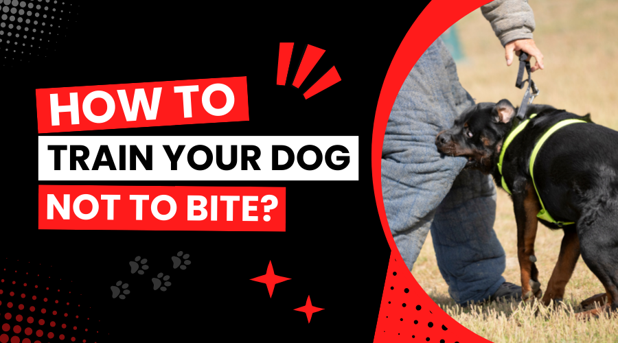 how to train your dog not to bite