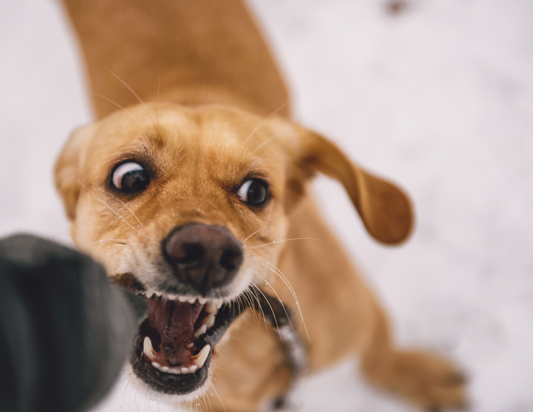 Dog Bitting