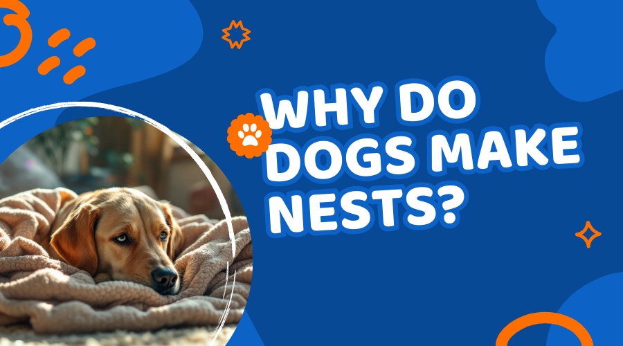 Why Do Dogs Make Nests