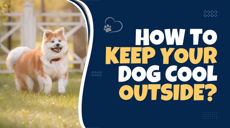 how to keep your dog cool outside