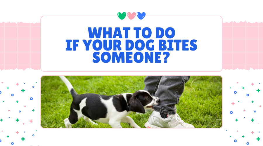 what to do if your dog bites someone