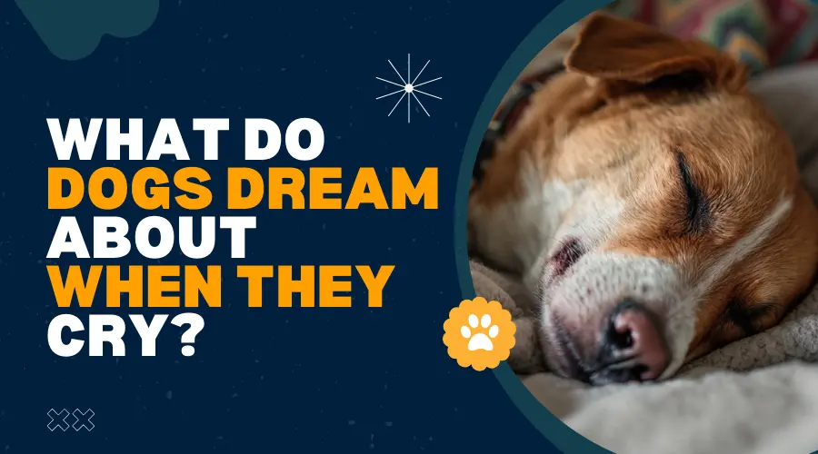 What Do Dogs Dream About When They Cry