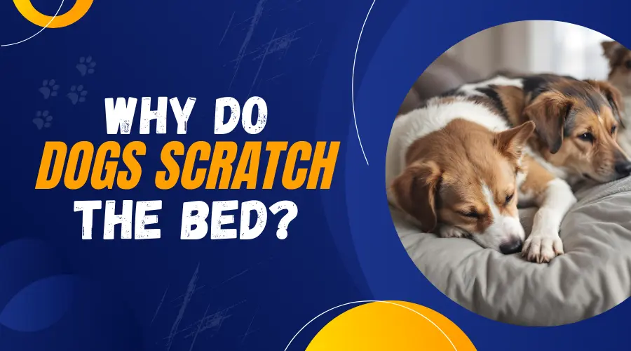 Why Do Dogs Scratch the Bed